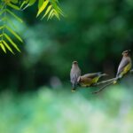 Beginner Tips for Backyard Birdwatching: A Simple Guide to Getting Started